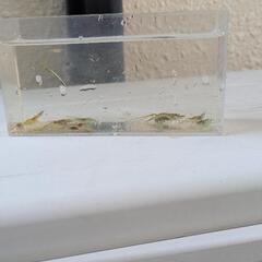 ミナミヌマエビ　30匹　　水草　の画像