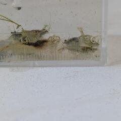 ミナミヌマエビ　30匹　　水草　の画像