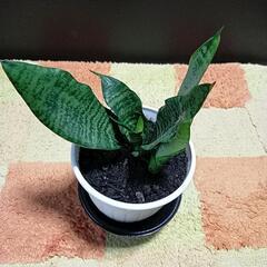 サンスベリア　成長中の子株付きの画像