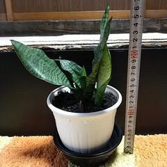 サンスベリア　成長中の子株付きの画像