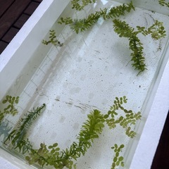 青メダカの稚魚　10匹〜の画像