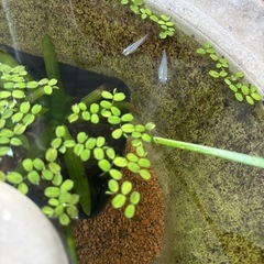 青メダカの稚魚　10匹〜の画像