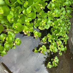 ホテイアオイ 水草　メダカの画像
