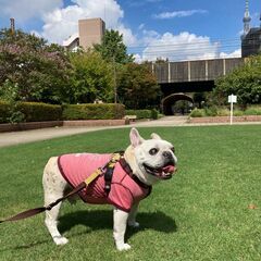 犬用 服 Bulldoss ブルドス 冷却 暑さ対策 クールウェアの画像