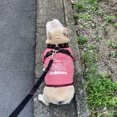犬用 服 Bulldoss ブルドス 冷却 暑さ対策 クールウェアの画像