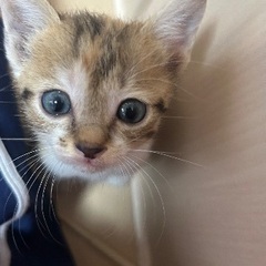 三毛猫 2匹