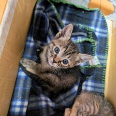 可愛い子猫達です✨️