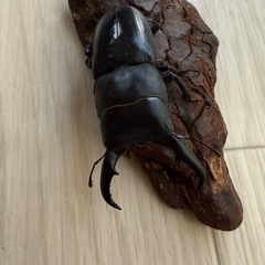 オキナワヒラタクワガタ　オスの画像
