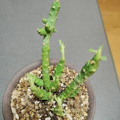 モナデニウムエレンベッキーの画像