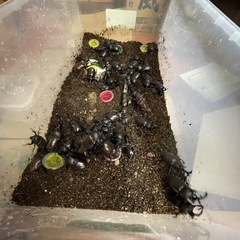 カブトムシ　の画像
