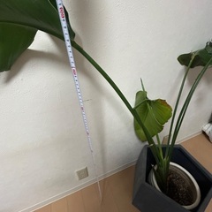 観葉植物　オーガスタ？の画像