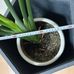 観葉植物　オーガスタ？の画像