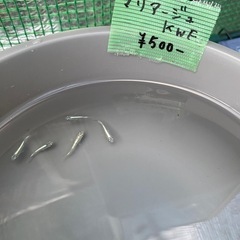 メダカセールの画像