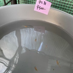 メダカセールの画像