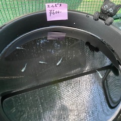 メダカセールの画像