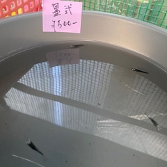 メダカセールの画像