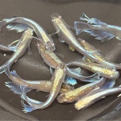🐟お得なメダカ 10匹   昨年生まれ①　各種雌雄含む🐟の画像