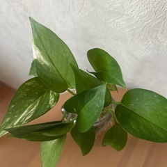 ポトスの画像