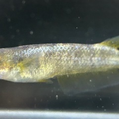 【メダカ】 上物❗️スパークルサン　若魚　繁殖お勧めトリオ❗️ の画像