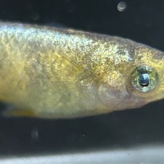 【メダカ】 上物❗️スパークルサン　若魚　繁殖お勧めトリオ❗️ の画像