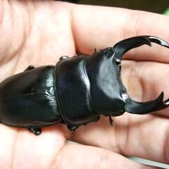 三重県産オオクワガタ F1 ♂72.7ミリ ♀47.3ミリ ペアの画像