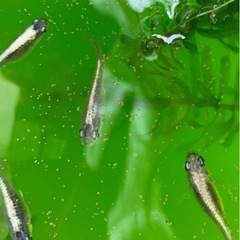 産卵中‼️🐟黒カブキ針子🐟30匹➕αの画像