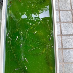 産卵中‼️🐟黒カブキ針子🐟30匹➕αの画像
