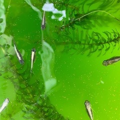 産卵中‼️🐟黒カブキ針子🐟30匹➕αの画像