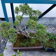 【決まりました】盆栽の画像