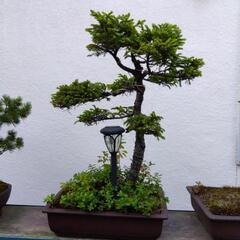 【決まりました】盆栽の画像