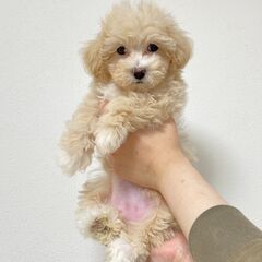 里親募集！マルチーズｘトイプードル（ハーフ）♀①