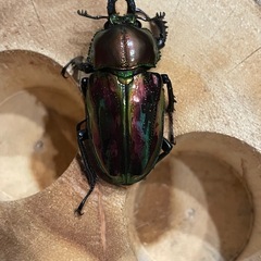 ニジイロクワガタ
の画像