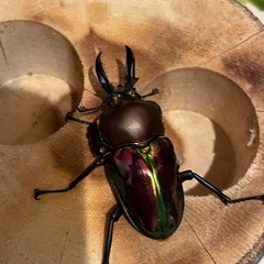 ニジイロクワガタ
の画像