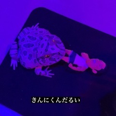 BARいかがですか？ - グルメ