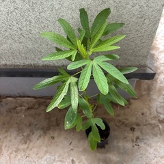 ローゼル苗の画像