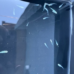 メダカの画像