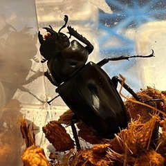 ギラファノコギリクワガタ　ペアの画像