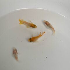 【お譲り先決定】ヒカリ体型『ダルマ』メダカ　今年春生まれの若魚　10匹　1800円の画像