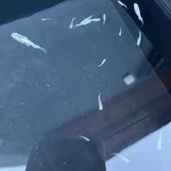 メダカの画像