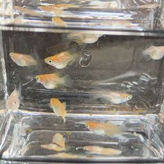【お譲り先決定】ヒカリ体型『ダルマ』メダカ　今年春生まれの若魚　10匹　1800円の画像