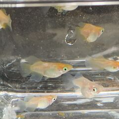 【お譲り先決定】ヒカリ体型『ダルマ』メダカ　今年春生まれの若魚　10匹　1800円の画像