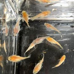 【お譲り先決定】ヒカリ体型『ダルマ』メダカ　今年春生まれの若魚　10匹　1800円の画像