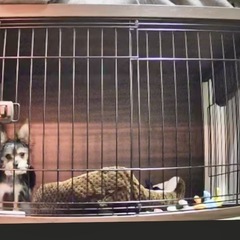 小型犬用ケージ
の画像