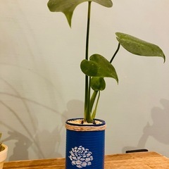観葉植物の画像