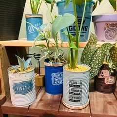 観葉植物の画像
