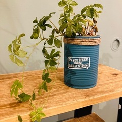 観葉植物の画像