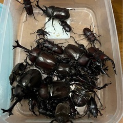 無料カブトムシ、クワガタ
の画像