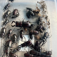 無料カブトムシ、クワガタ
の画像