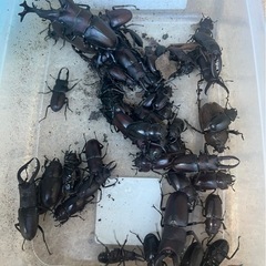 無料カブトムシ、クワガタ
の画像