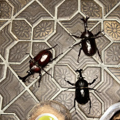 国産カブトムシ（成虫）多頭渡しの画像